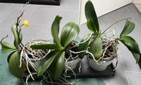 3 Orchideen Niedersachsen - Lingen (Ems) Vorschau