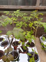 Tomatenpflanzen Cocktail Primabella! Nordrhein-Westfalen - Dinslaken Vorschau