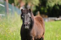 Pflegepferd, Reiten, Pony auch für Kinder Baden-Württemberg - Oberhausen-Rheinhausen Vorschau