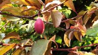 Obstbaum Kirsch-Pflaume getopft ca. 3,5 m Früchte essbar Niedersachsen - Ganderkesee Vorschau