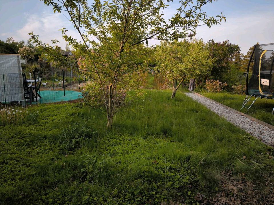 Garten in Waldheim "Schrebergarten Richzenhain eV" in Döbeln