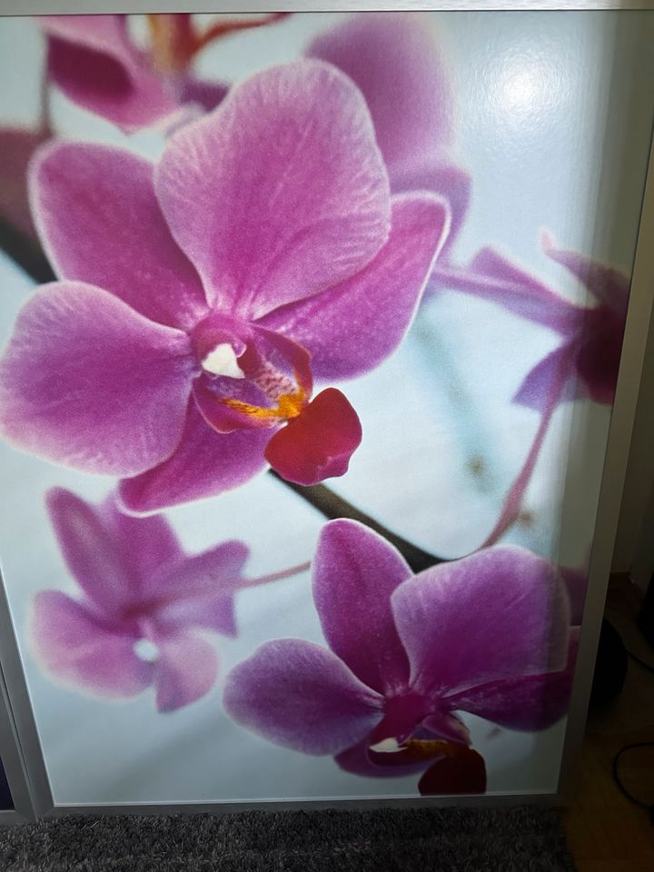 Ikea Dragby Orchideen Wandbild in Kaiserslautern
