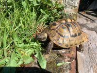 Ausgebüxt: Griechische Landschildkröte Niedersachsen - Weener Vorschau