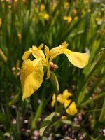 Sumpfschwertlilie, Iris pseudacorus Baden-Württemberg - Rottenburg am Neckar Vorschau