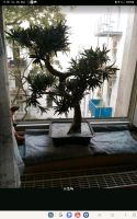 Bonsai Baum  künstlich Mitte - Tiergarten Vorschau