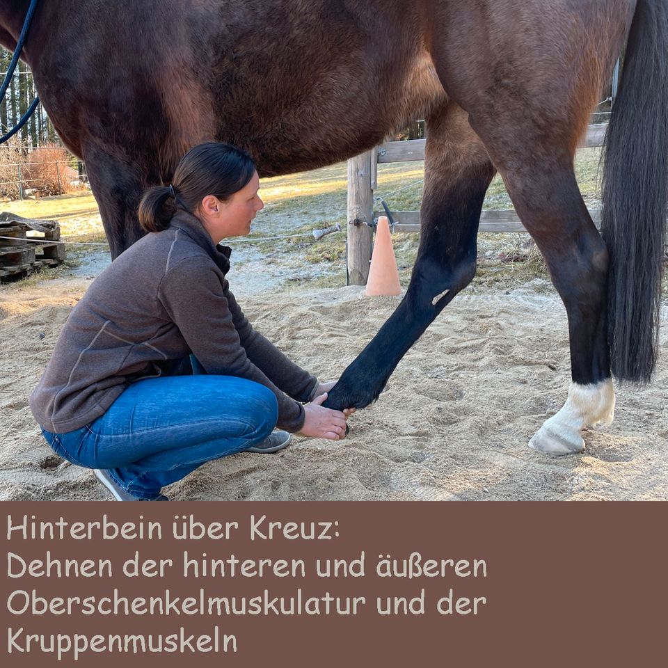 Pferdephysiotherapie Pferde gesund reiten  Physiotherapie Pferd in Regen