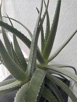Aloe Vera Pflanze Baden-Württemberg - Laupheim Vorschau