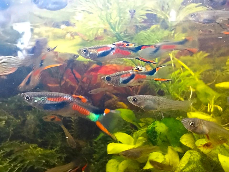 Endler Guppys in Berlin