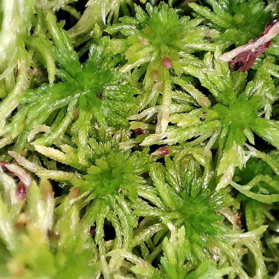 Sphagnum Moos Karnivoren Wabi kusa Terrarium Pflanzen Orchideen in Viereth-Trunstadt