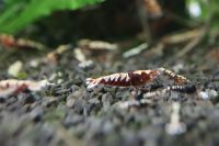 Red Pinto verschiedene Zeichnungen Caridina Garnele DNZ Baden-Württemberg - Dürnau Vorschau