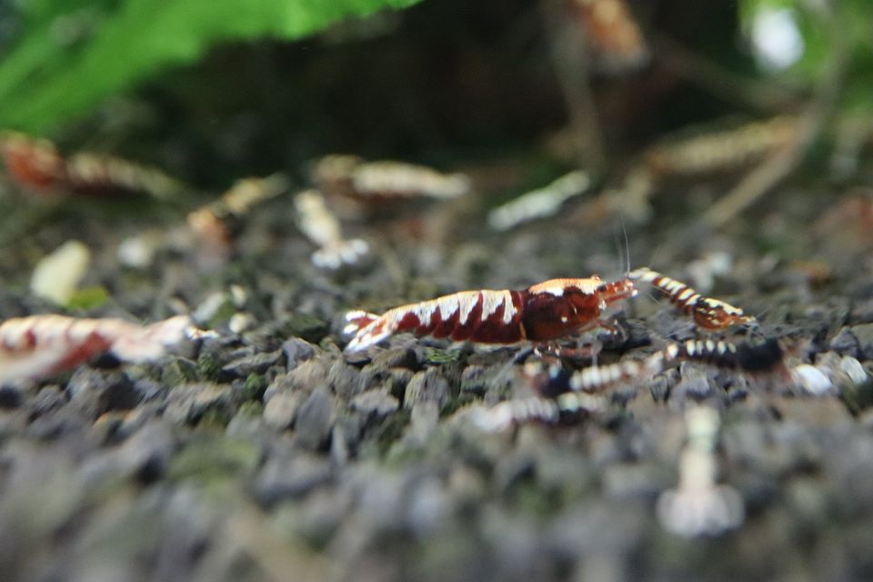 Red Pinto verschiedene Zeichnungen Caridina Garnele DNZ in Dürnau