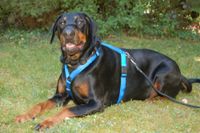 Neo, Dobermann, 6 Jahre, männlich, Tierhilfe Franken e.V. Bayern - Lauf a.d. Pegnitz Vorschau