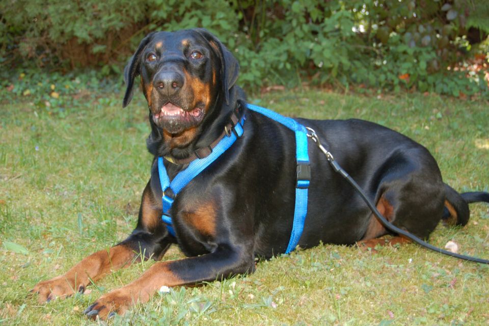 Neo, Dobermann, 6 Jahre, männlich, Tierhilfe Franken e.V. in Lauf a.d. Pegnitz