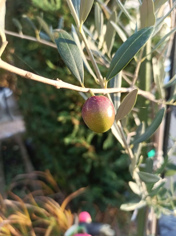 Bio Olivenöl Extra Vergine aus unreifen Früchten in Friedrichsdorf