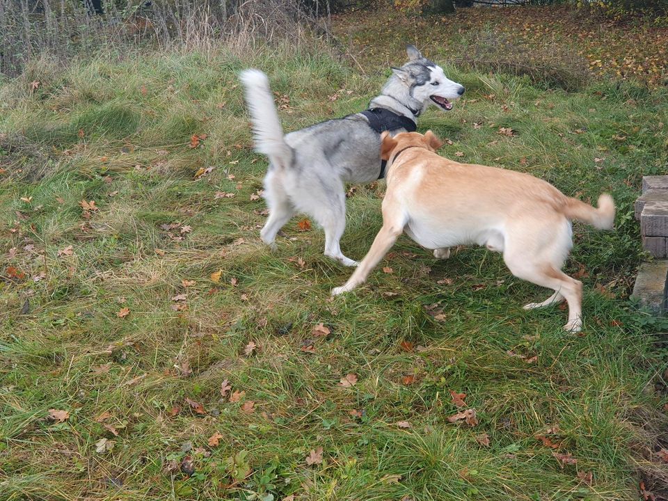 Hunde Spielkameraden gesucht in Waldachtal in Waldachtal