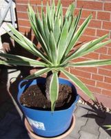 Agave Vivipara Marginata Ableger Bayern - Eichendorf Vorschau