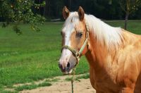 19 jähriger Quarter Horse Wallach Bayern - Schongau Vorschau