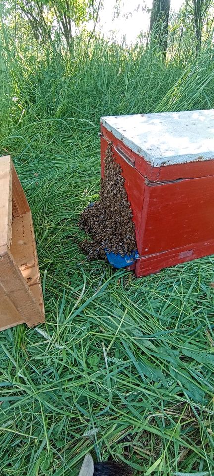 Biete Hilfe bei Bienenschwarm in Forchheim