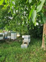 Carnica Bienenvölker mit Beute und Zubehör Nordrhein-Westfalen - Hürth Vorschau