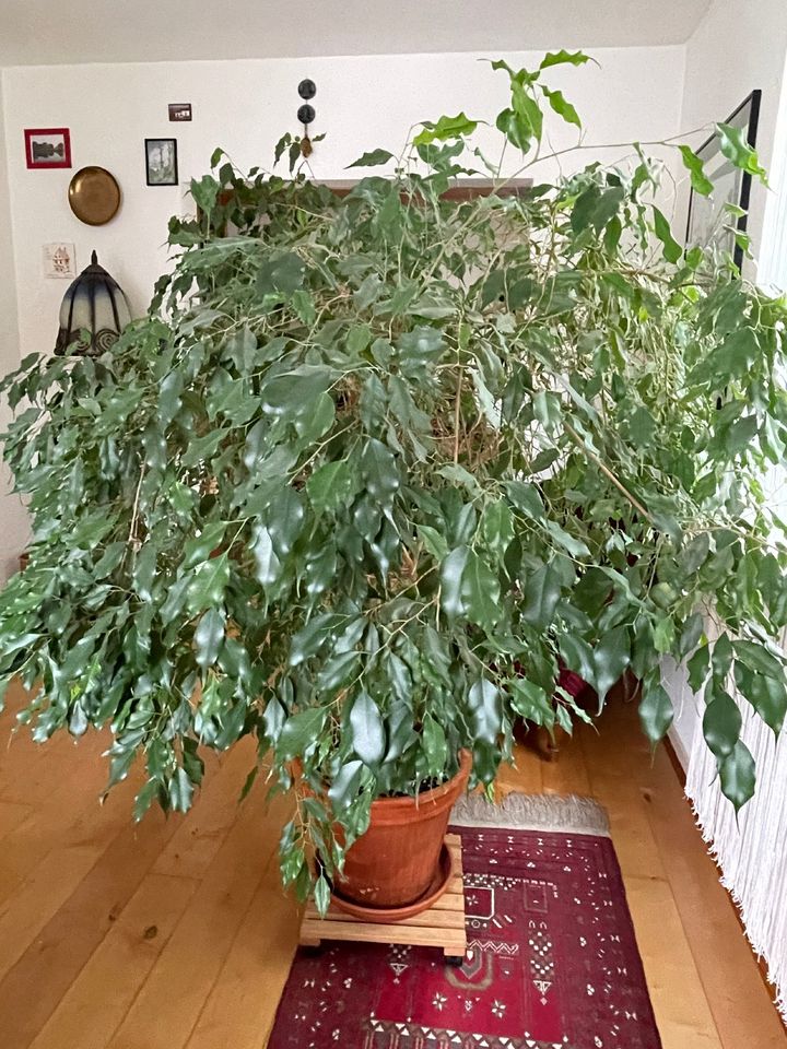 Ficus Benjamini (Birkenfeige) in Frankfurt am Main