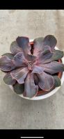 Echeveria trompette pink Osterholz - Ellenerbrok-Schevemoor Vorschau