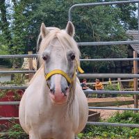 Pony Reitpony Stute Schimmel Nordrhein-Westfalen - Erftstadt Vorschau