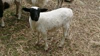 Zwei Junge Schafböcke von Februar zu verkaufen Sachsen-Anhalt - Salzwedel Vorschau