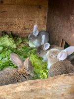 Junge Kaninchen Hasen Karnickel Thüringen - Bad Köstritz   Vorschau