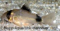 Corydoras panda Hannover - Vahrenwald-List Vorschau