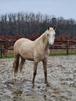 Tolle Palomino Stute 2 jährig Niedersachsen - Fürstenau Vorschau