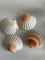 Muscheln - Dekoration Niedersachsen - Wangerland Vorschau