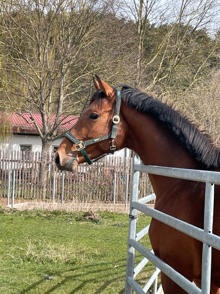 Hannoveraner Hengst, Conthalou x For Pleasure in Bad Berka