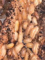 Armadillidium nasatum "Peach", Rollasseln, Assel Nordrhein-Westfalen - Weilerswist Vorschau