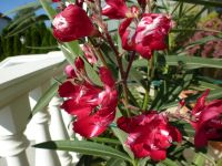 junge Oleander in verschiedenen Farben Rheinland-Pfalz - Worms Vorschau