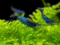 Garnelen Blau - Blue Dream Rili Neocaridina davidi Zeweggarnelen Herzogtum Lauenburg - Geesthacht Vorschau