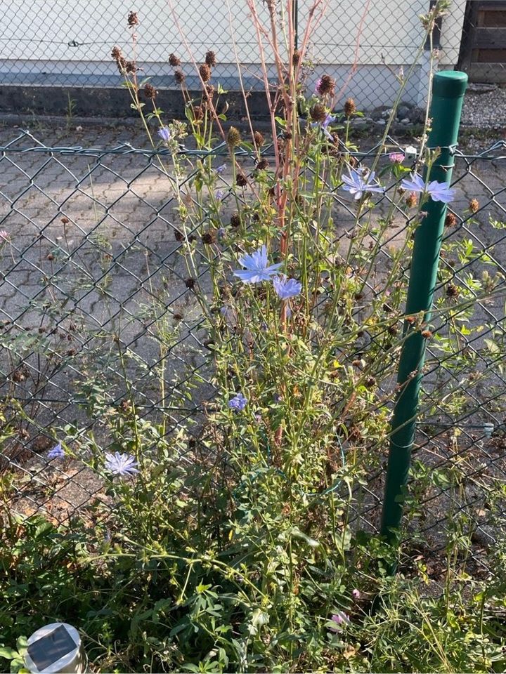 30 Samen Wegwarte, Wildblumen Insekten Schmetterling Garten Biene in Baldham