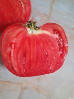 Tomatensamen Fleischtomaten Samen Niedersachsen - Braunschweig Vorschau