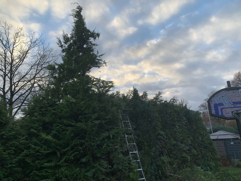 Hecke schneiden Gartenhilfe Heckenschnitt Gartenarbeit in Flintbek