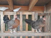 Dorking Hühner von 2023 - Hahn und Henne Hennen Bayern - Ochsenfurt Vorschau
