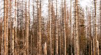 Bäume fällen kostenlos gegen Holzabgabe zu verschenken Nordrhein-Westfalen - Nieheim Vorschau