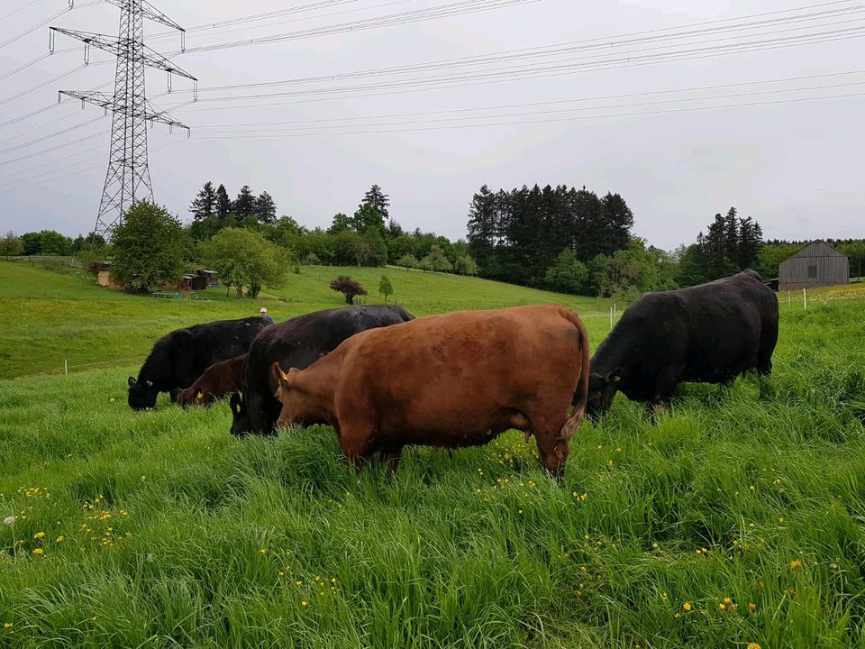 Premiumfleisch vom Angus-Weiderind Rindfleisch 13.09.2024 in Ebersbach an der Fils