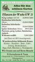 Pflanzen der Woche KW 21 Rosen Kirschlorbeer Niedersachsen - Drangstedt Vorschau