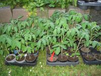 Tomatenpflanzen, Paprikapflanzen Parchim - Landkreis - Plau am See Vorschau