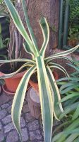 Agave Americana Thüringen - Zella-Mehlis Vorschau