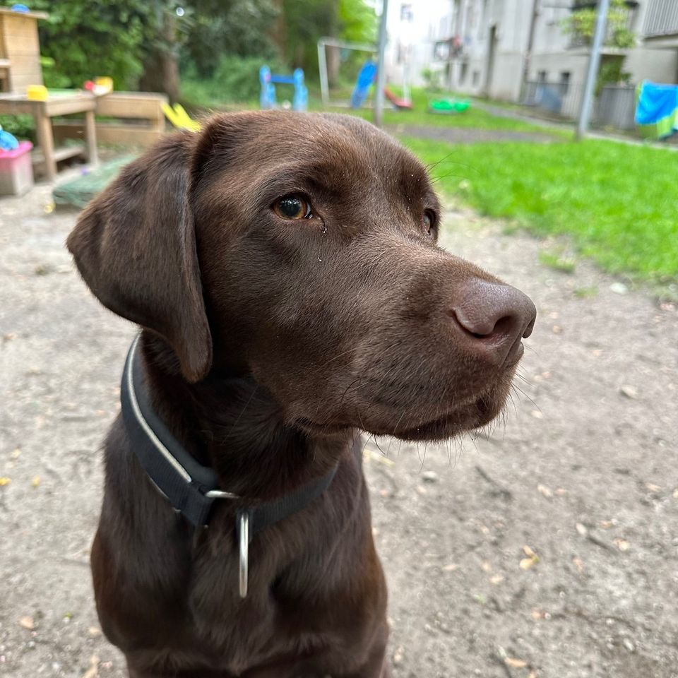 Liebevolle Urlaubsbetreuung für unseren Labrador in München