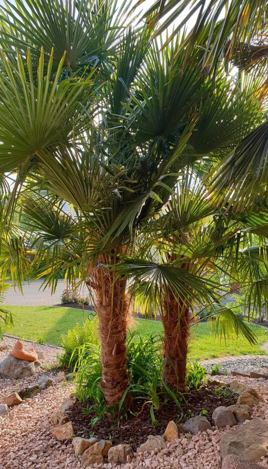 Palmensamen (100×) chinesische Hanfpalme Trachycarpus Fortunei in Herbolzheim