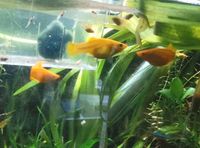 Gelbe Gold Molly's Mollies Mollis Nachwuchs Aquarium Fische Nordrhein-Westfalen - Lohmar Vorschau