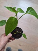 Paprika Pflanzen Nordrhein-Westfalen - Schloß Holte-Stukenbrock Vorschau