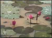 Bild auf Holzrückwand** Lotus Flower, Ayuthaya, Thailand **41x30 Bayern - Lindenberg im Allgäu Vorschau