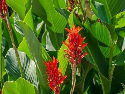 Knollen Knolle  Canna Blumen in Paderborn